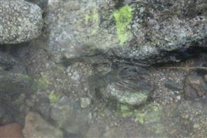 Astacus astacus