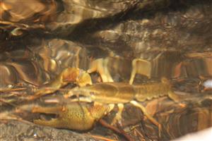 Astacus astacus