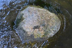 pobytové znaky prítomnosti rybožravých predátorov