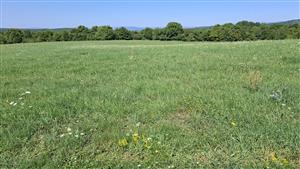 Záber na monitorovaný biotop.