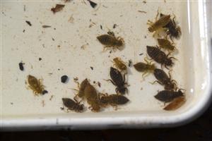 Larvy Onychogomphus forcipatus sú na mikrohabitátoch s drobným štrkom dominantné.