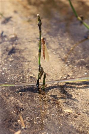 liahnutie C. ornatum