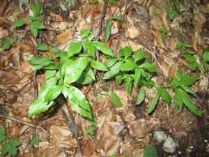 Sterilné jedince druhu Adenophora liliifolia 