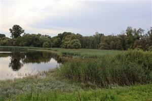 TML Číčovské luhy, pohľad na južné močiarne jazierko  a luhy. Foto: 4.8.2025, J.Lengyel.
