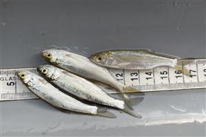 Leuciscus aspius juvenil