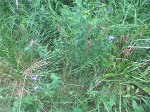Monitorovaný druh Campanula serrata 