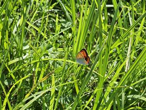 Lycaena dispar