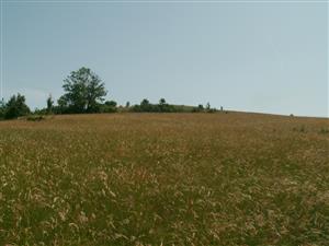 pohľad na TML_ColiMyrm_008_20150604 4. júna 2015