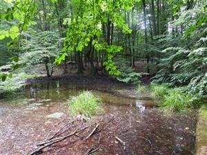 Mokraď pod Kapušanskym hradom