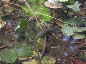 mlok hrebenatý v mokradi pod hradom