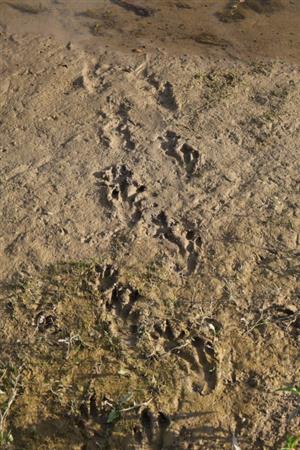 Stopy ad. jedinca C.fiber, TML Veľkolélske rameno. Foto: 18.8.2025, J.Lengyel.