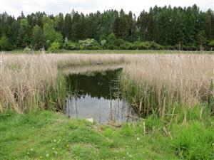 Fričovce rybník