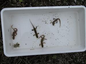 Triturus spp.