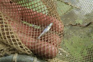 Romanogobio vladykovi