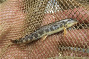 Sabanejewia balcanica