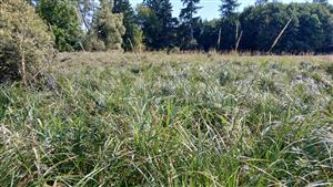 Pohľad na TML - porasty Lk10