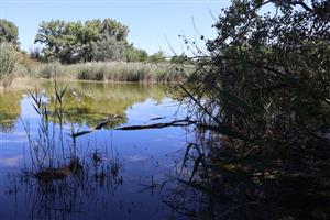 TML Marcelová pohľad na hlavné rameno PR Pohrebište. Foto: 5.8.2025, J.Lengyel.