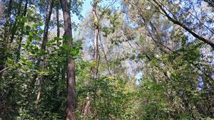 Pohľad na TML - štruktúra porastu