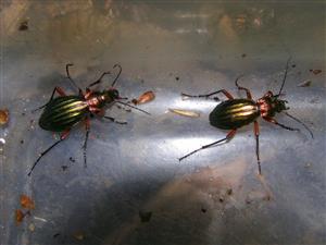Carabus auronitens escheri