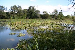 Celkový pohľad na biotop v smere sever