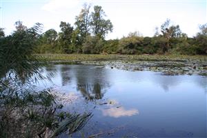 Celkový pohľad na biotop v smere SZZ