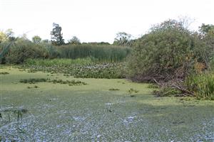 Celkový pohľad na biotop v smere západ