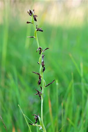 Ophrys insectifera - pri spodnom aj hornom okraji lokality (cca 10 jedincov)