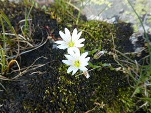 Dichodon cerastoides