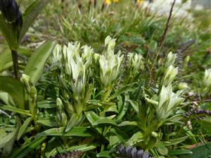 Bphatá populácia Gentiana frigida na lokalite