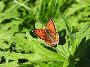 ♀ Lycaena dispar na  lokalite TML_LycaDisp_023
