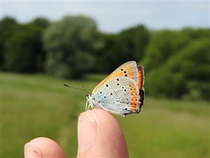 	♂ Lycaena dispar na lokalite TML_LycaDisp_023