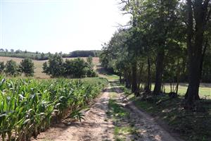 Pohľad na časť TML Maňa, Horná Gedra, Hron. pahorkatina. Foto: 6.8.2025, J.Lengyel.