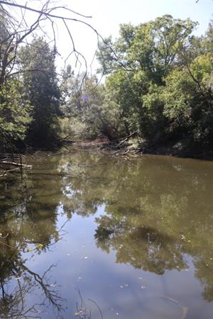 Pohľad na časť TML Komjatice s jazierkom na zazemňujúcom sa rameni. Foto: 9.9.2025, J.Lengyel.