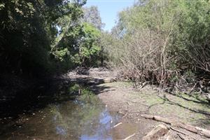 Pohľad na časť TML Komjatice, zazemňujúce sa rameno r. Nitry, foto: 9.9.2025, J.Lengyel.