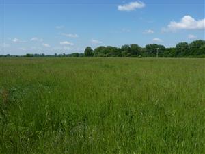 Severozápadní cíp lokality s reprezentativně vyvinutým svazem Arrhenatherion