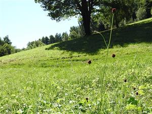 pohľad na TML_MacuTele_019