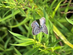 Imago
