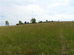 pohľad na TML_ColiMyrm_008