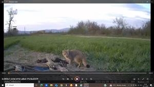 Felis silvestris