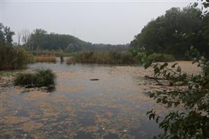 Pohľad na časť TML Dunaj - Bačianske rameno, močiarna časť s pozor. vežou. Foto: 10.9.2025, J.Lengyel.