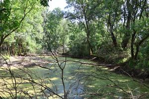 Pohľad na časť TML Zemné, časť Palárikovo. Lužný lesík s jazierkami pri bažantnici. Foto: 1.8.2025, J.Lengyel.