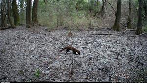 Martes martes, TML Zemné, časť Palárikovo, lužný lesík pri bažantnici.24.6.2025, fotopasca (J.Lengyel).