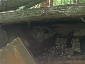 búdka s jedincom G.glis