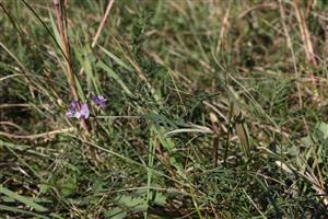 Astragalus astriacus v poraste