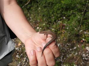 Lacerta vivipara pannonica