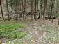 jašterica bystrá (21.5.2025)