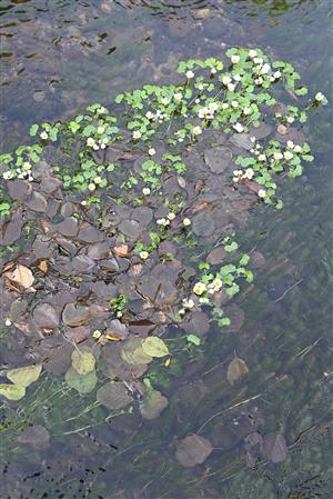 Porasty druhvo Batrachium rhipiphyllum (=B. peltatum; B. aquatile agg.) a Myriophyllum spicatum
