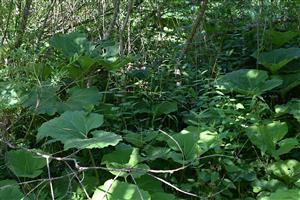 Pohľad do porastu cieľového biotopu