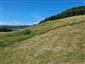 jašterica bystrá (11.6.2025)