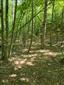 užovka stromová (13.6.2025)